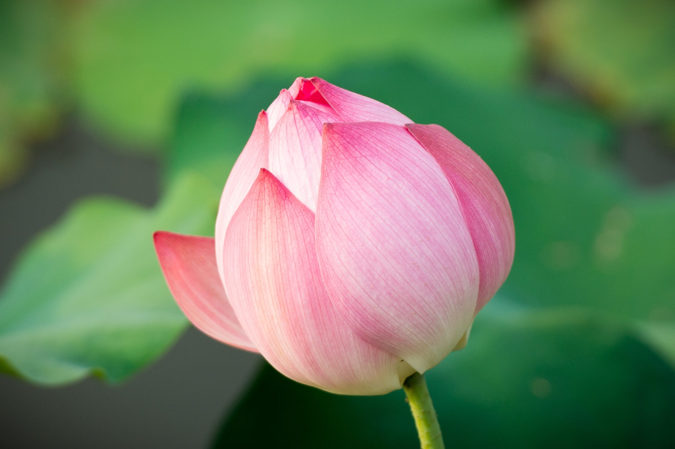 You are currently viewing 朝聖之旅