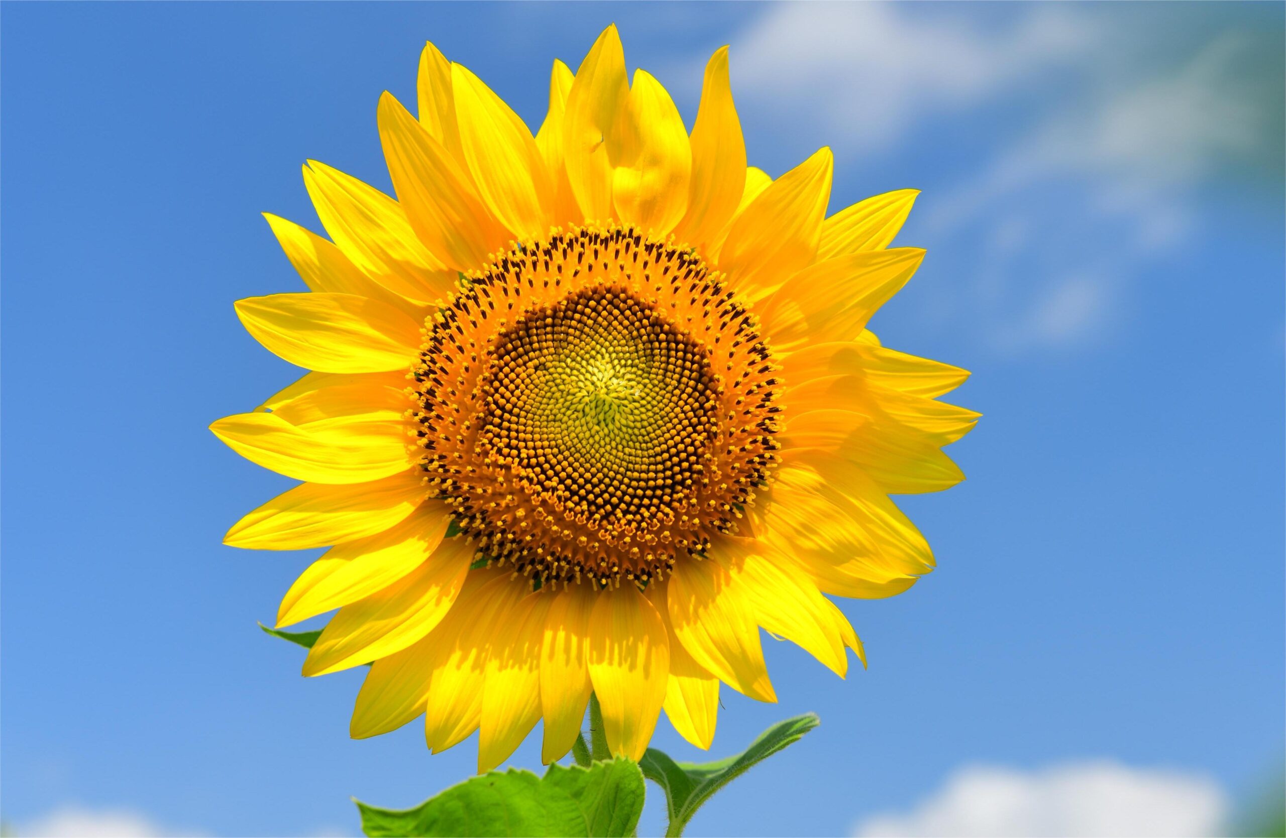 You are currently viewing 我有納衣明珠