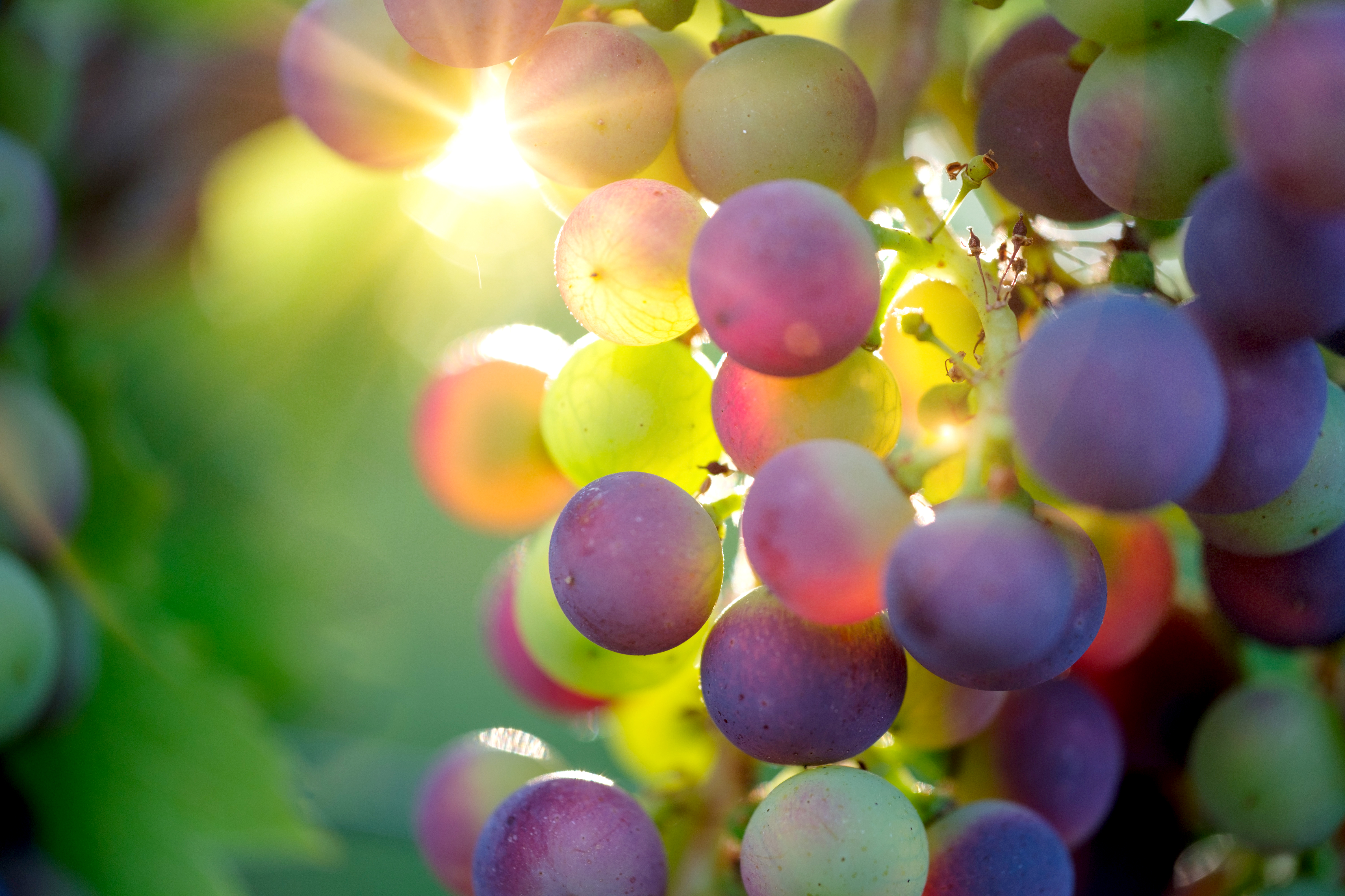 Read more about the article 食食心安吉祥來