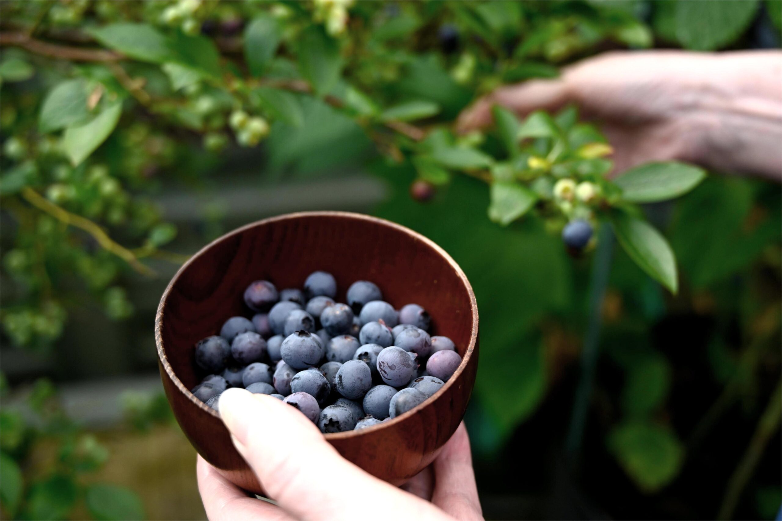 You are currently viewing 有機藍莓的背後